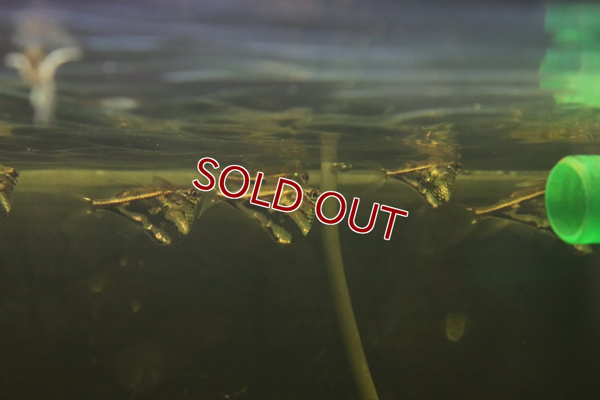 画像4: 【淡水魚】ブラジル便 レア種 マーブルハチェット マニスワ産 ワイルド【1匹 サンプル画像販売】(カラシン)（生体）（熱帯魚）NKＣＫ (4)