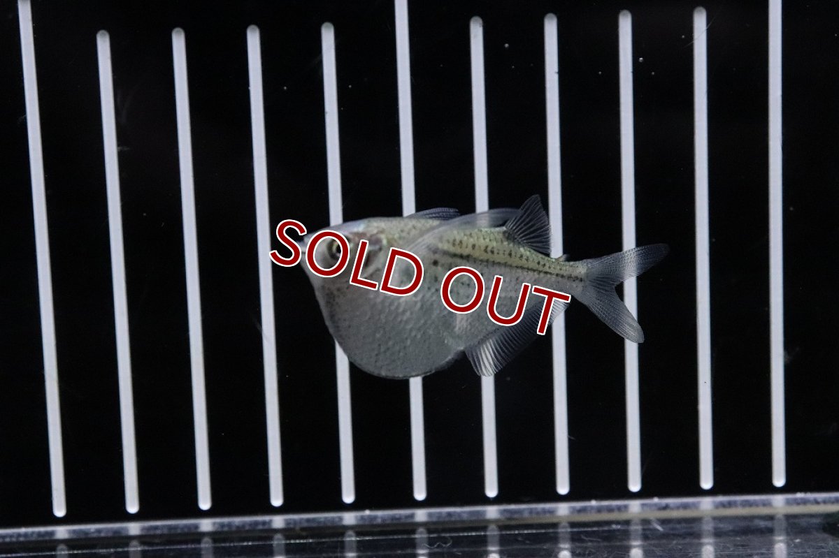 画像2: 【淡水魚】特価 スポッテッドジャイアントハチェット ワイルド【1匹】(±5cm)(カラシン)（生体）（熱帯魚）NKＣＫ (2)