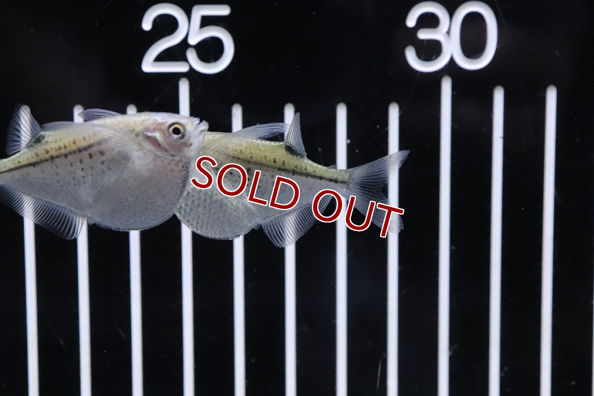 画像3: 【淡水魚】特価 スポッテッドジャイアントハチェット ワイルド【1匹】(±5cm)(カラシン)（生体）（熱帯魚）NKＣＫ (3)