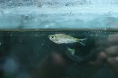 画像2: 【淡水魚】【通販】特価 エロンガータハチェット ペルー産 ワイルド【1匹 サンプル画像】(カラシン)(生体)(淡水)NK (2)