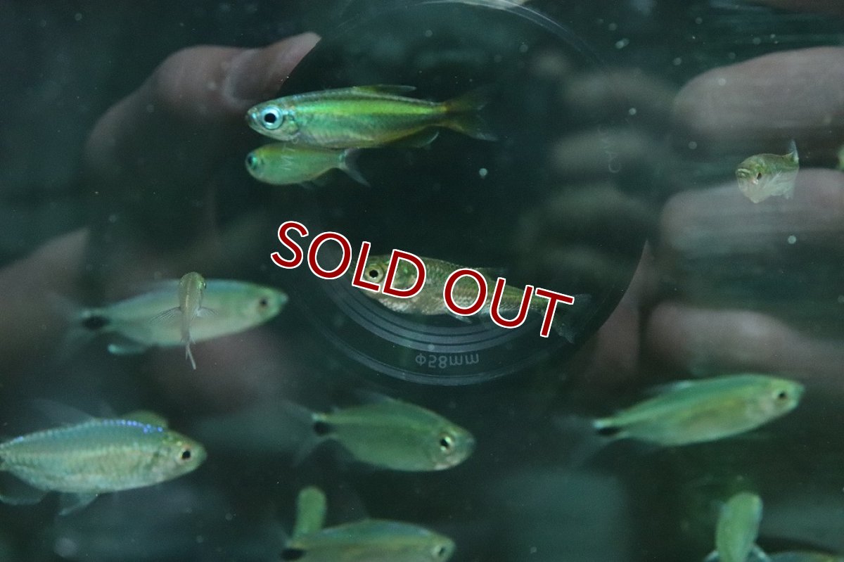 画像3: 【淡水魚】特価 エロンガータハチェット ペルー産 ワイルド【1匹 サンプル画像】(カラシン)(生体)(淡水)NK (3)