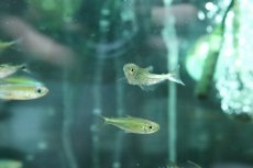 画像4: 【淡水魚】【通販】特価 エロンガータハチェット ペルー産 ワイルド【1匹 サンプル画像】(カラシン)(生体)(淡水)NK (4)