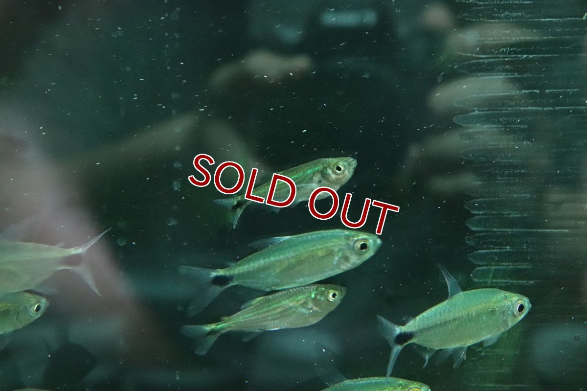 画像5: 【淡水魚】特価 エロンガータハチェット ペルー産 ワイルド【1匹 サンプル画像】(カラシン)(生体)(淡水)NK (5)