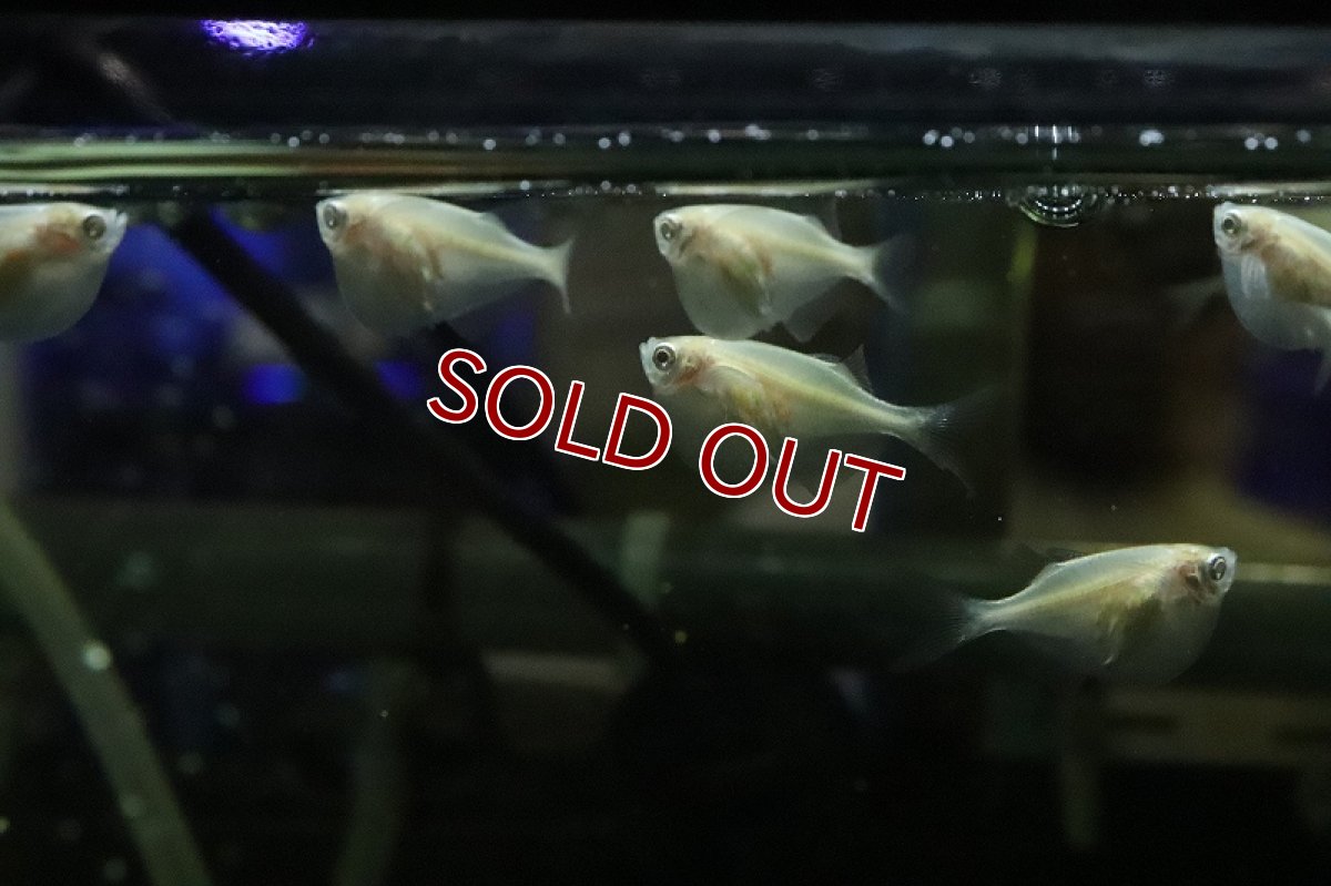 画像2: 【淡水魚】レア種 アルビノシルバーハチェット【１匹 サンプル画像】(カラシン)(生体)(熱帯魚)NKIK (2)