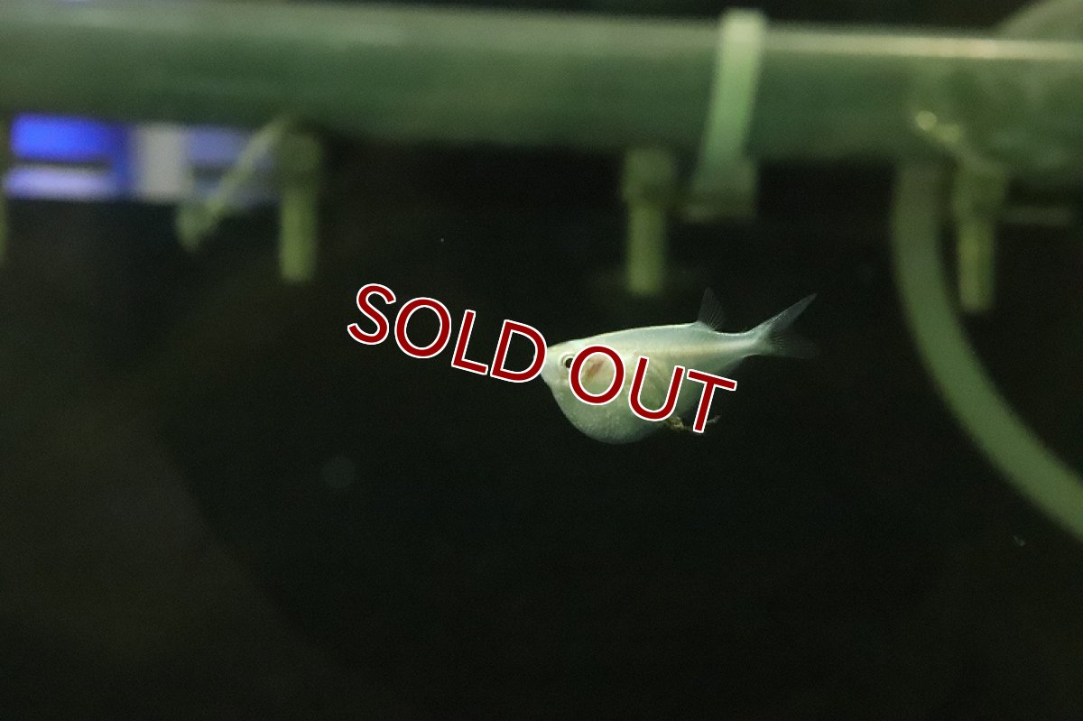 画像3: 【淡水魚】レア種 アルビノシルバーハチェット【１匹 サンプル画像】(カラシン)(生体)(熱帯魚)NKIK (3)