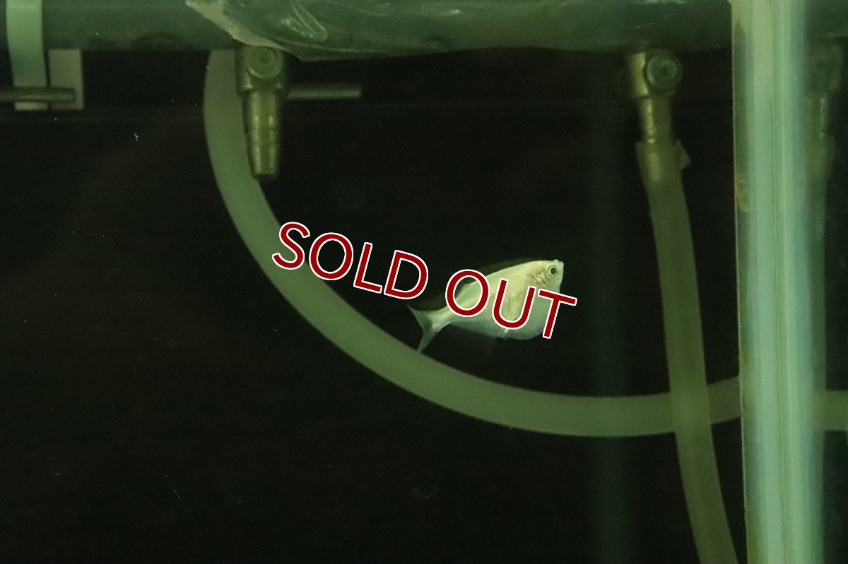 画像4: 【淡水魚】レア種 アルビノシルバーハチェット【１匹 サンプル画像】(カラシン)(生体)(熱帯魚)NKIK (4)