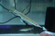 画像1: 【淡水魚】【通販】大きめ 激安 ブラントノーズガー【1匹 サンプル画像】(±8-12cm)(大型魚)(生体)(熱帯魚)NKO (1)