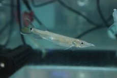 画像2: 【淡水魚】【通販】大きめ 激安 ブラントノーズガー【1匹 サンプル画像】(±8-12cm)(大型魚)(生体)(熱帯魚)NKO (2)