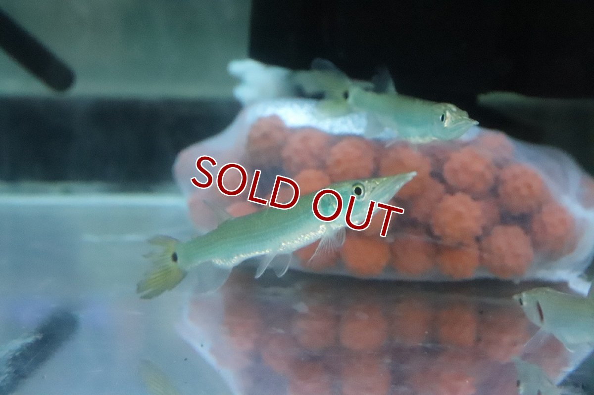 画像3: 【淡水魚】【通販】激安 ブラントノーズガー【1匹 サンプル画像】(±5-8cm)(大型魚)(生体)(熱帯魚)NKO (3)