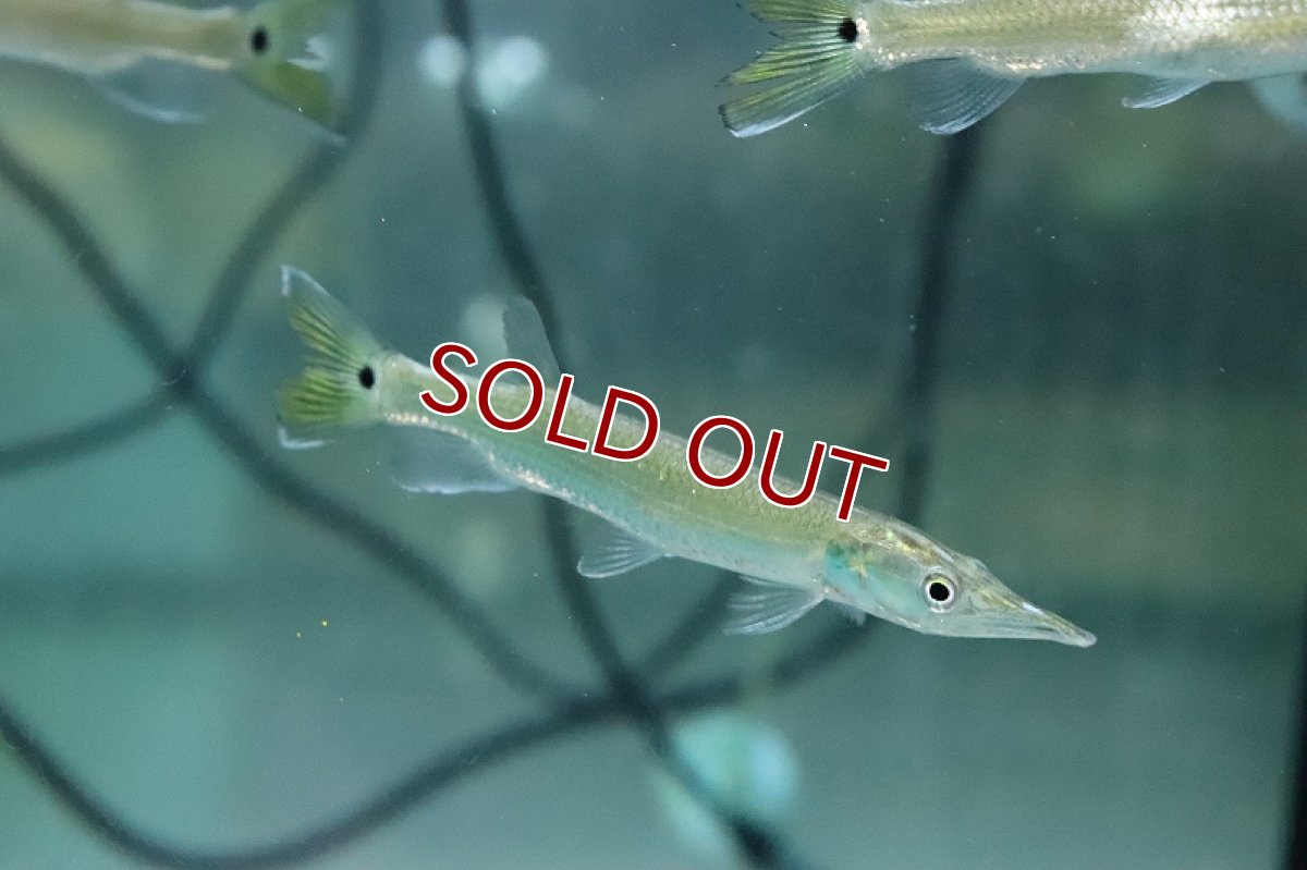 画像4: 【淡水魚】【通販】激安 ブラントノーズガー【1匹 サンプル画像】(±5-8cm)(大型魚)(生体)(熱帯魚)NKO (4)