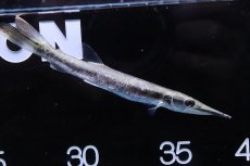 画像1: 【淡水魚】【通販】ビクーダパイクカラシン【1匹 サンプル画像】(±12-14cm)(大型魚)(生体)(熱帯魚)NKO (1)