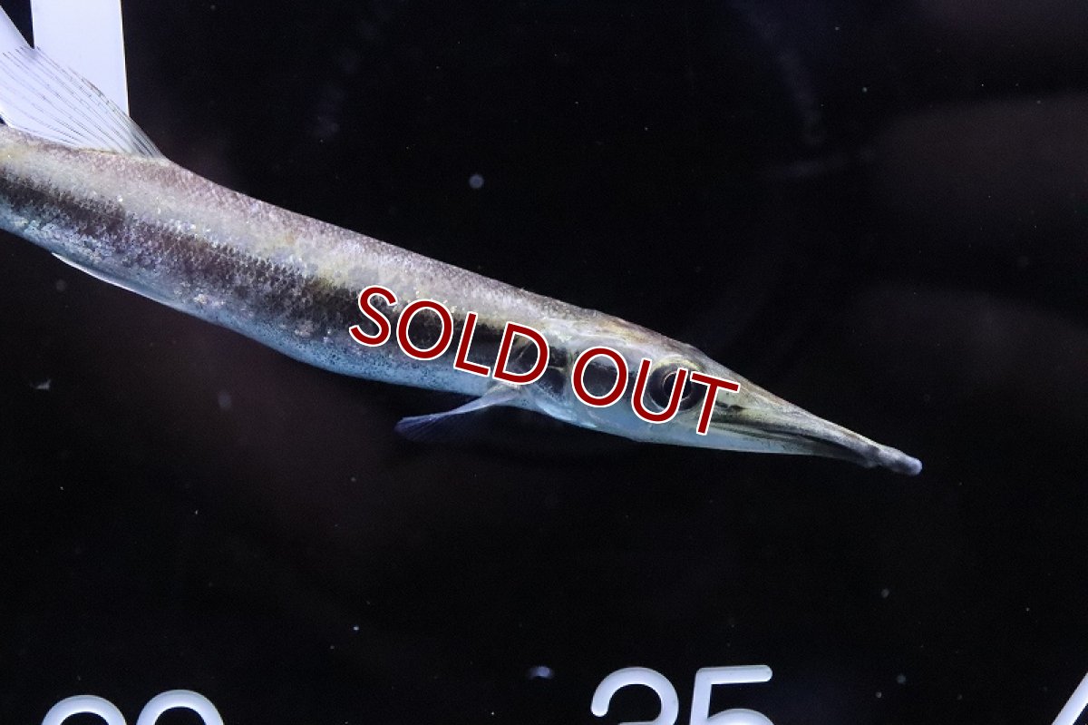 画像2: 【淡水魚】ビクーダパイクカラシン【1匹 サンプル画像】(±12-14cm)(大型魚)(生体)(熱帯魚)NKO (2)