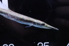 画像2: 【淡水魚】【通販】ビクーダパイクカラシン【1匹 サンプル画像】(±12-14cm)(大型魚)(生体)(熱帯魚)NKO (2)