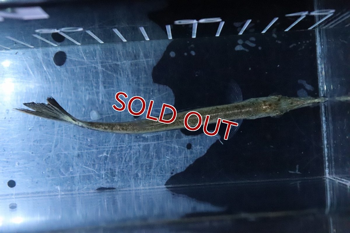 画像3: 【淡水魚】ビクーダパイクカラシン【1匹 サンプル画像】(±12-14cm)(大型魚)(生体)(熱帯魚)NKO (3)
