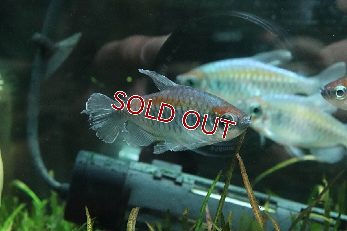 画像2: 【淡水魚】ビッグサイズ XXLコンゴテトラ【1匹 サンプル画像】(±8cm)(カラシン)(生体)(熱帯魚)NKIC (2)