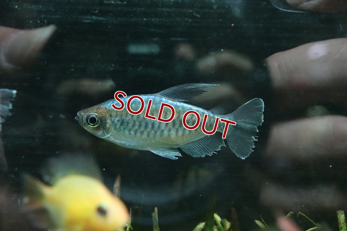 画像3: 【淡水魚】ビッグサイズ XXLコンゴテトラ【1匹 サンプル画像】(±8cm)(カラシン)(生体)(熱帯魚)NKIC (3)