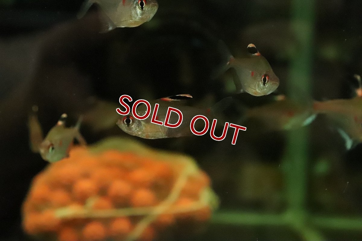 画像2: 【淡水魚】【通販】ペレズテトラ ワイルド【1匹 サンプル画像】(カラシン)(生体)(熱帯魚)NK (2)