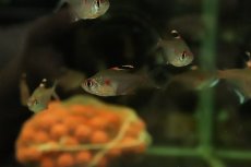 画像2: 【淡水魚】【通販】大特価 ビッグサイズXL ペレズテトラ ワイルド【1匹 サンプル画像】(±6-7cm)(カラシン)(生体)(熱帯魚)NK (2)
