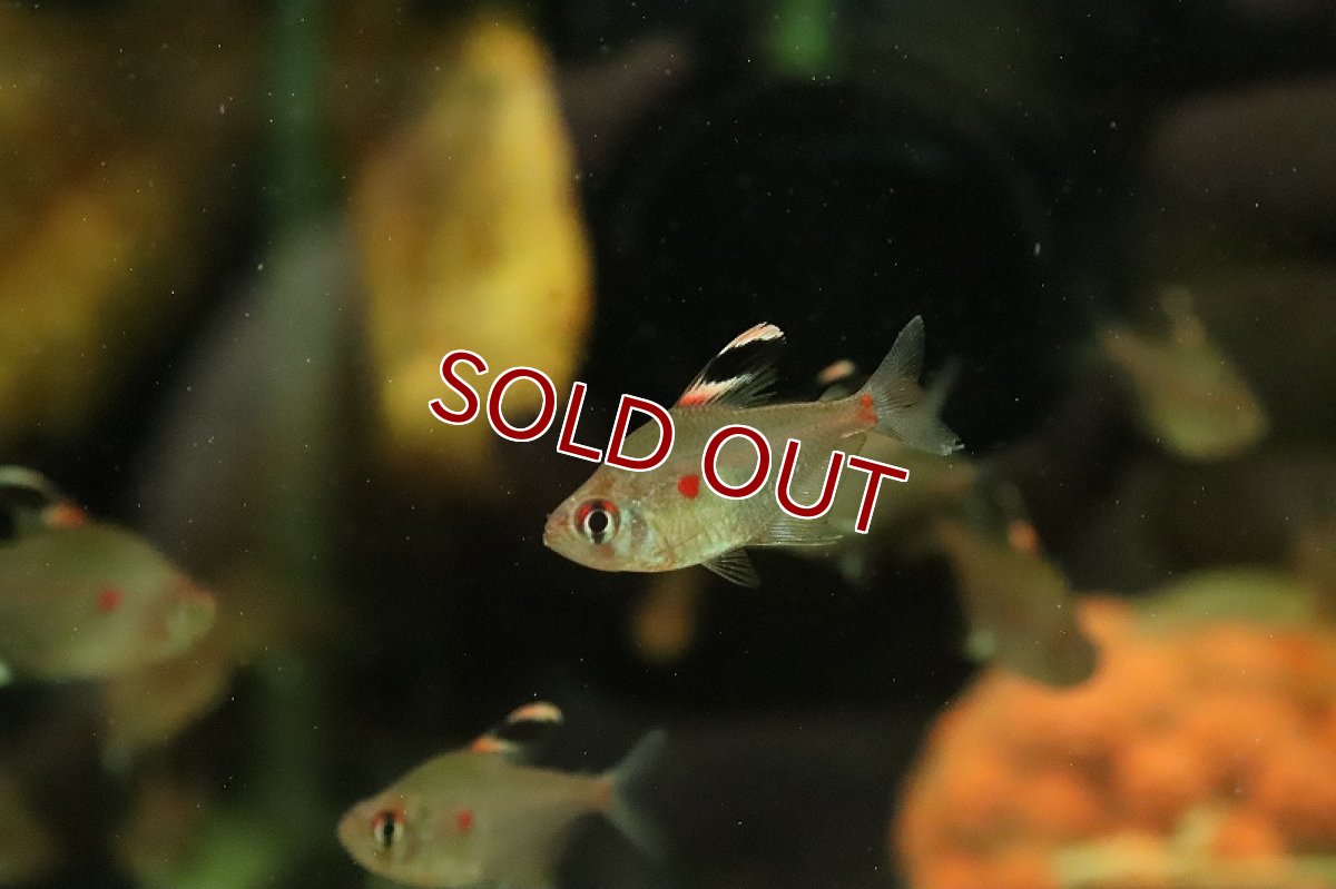 画像3: 【淡水魚】【通販】ペレズテトラ ワイルド【1匹 サンプル画像】(カラシン)(生体)(熱帯魚)NK (3)