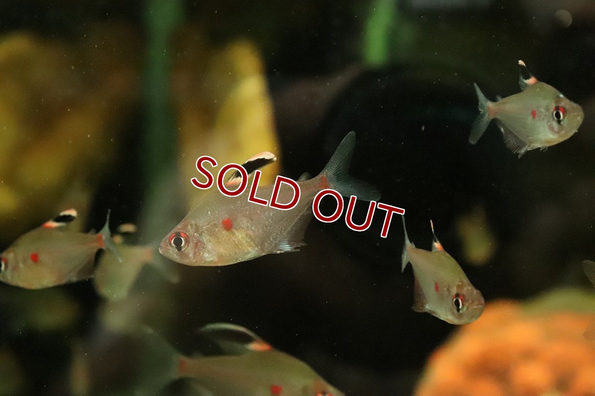 画像4: 【淡水魚】【通販】ペレズテトラ ワイルド【1匹 サンプル画像】(カラシン)(生体)(熱帯魚)NK (4)