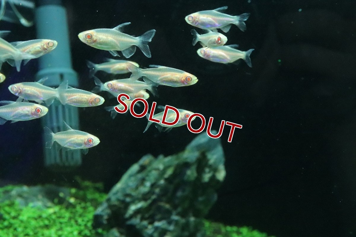 画像2: 【淡水魚】アルビノコンゴテトラ【1匹 サンプル画像】(カラシン)(生体)(熱帯魚)NK (2)