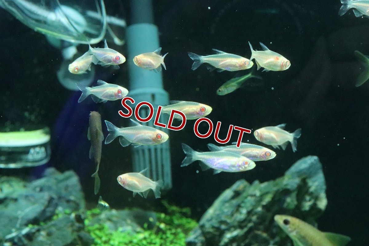 画像3: 【淡水魚】アルビノコンゴテトラ【1匹 サンプル画像】(カラシン)(生体)(熱帯魚)NK (3)