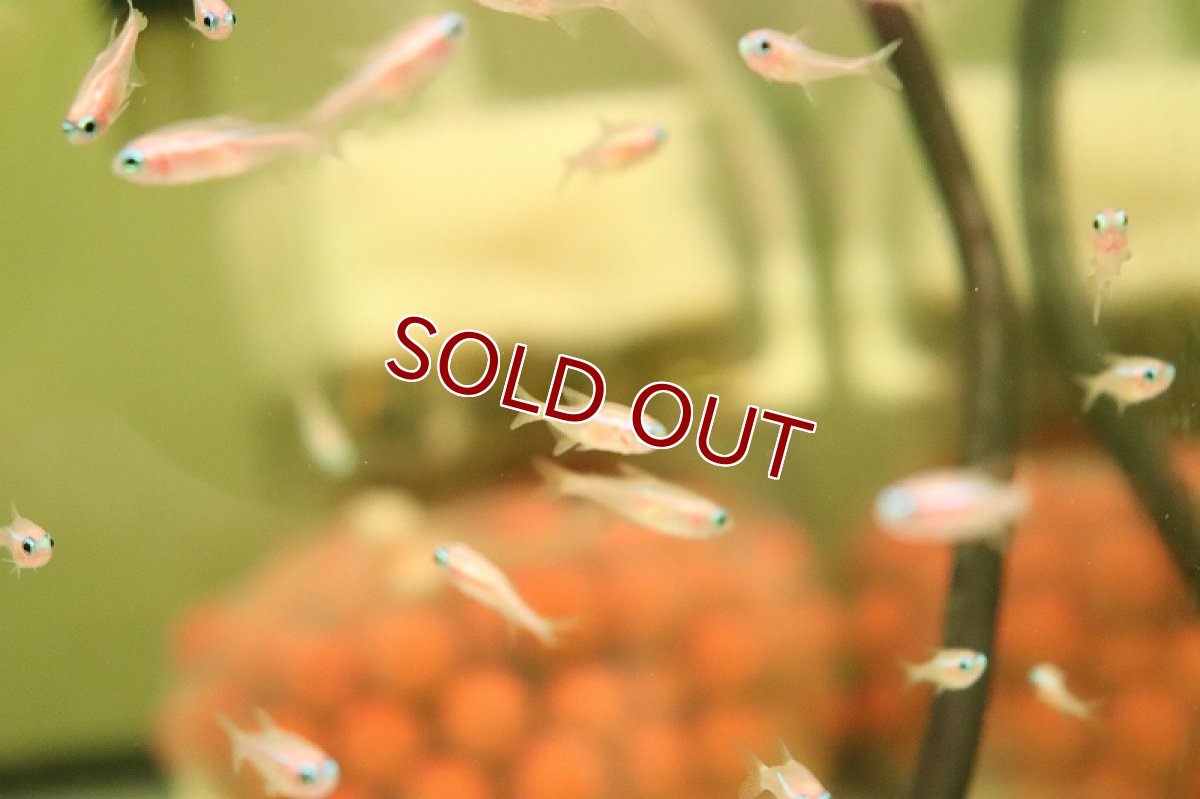 画像2: 【淡水魚】【通販】ニューゴールデンネオンテトラ(ホワイトネオンテトラ)【1匹 サンプル画像】（小型カラシン）（生体）（熱帯魚）NK (2)