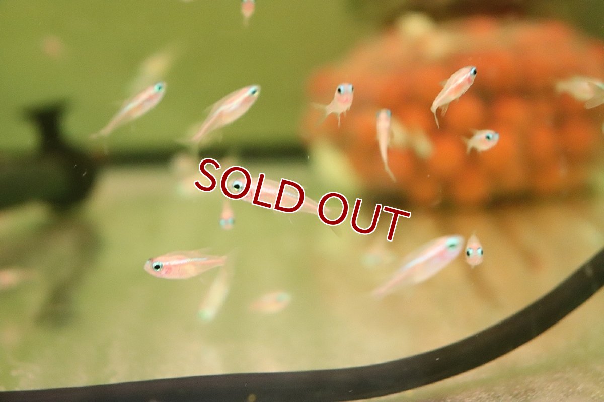 画像3: 【淡水魚】【通販】ニューゴールデンネオンテトラ(ホワイトネオンテトラ)【1匹 サンプル画像】（小型カラシン）（生体）（熱帯魚）NK (3)