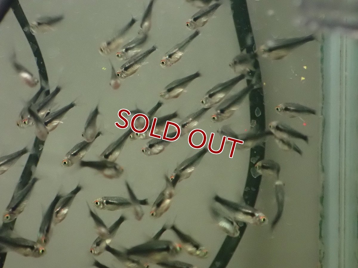 画像2: 【淡水魚】【通販】ブリリアント ブラックネオンテトラ【1匹 サンプル画像】（小型カラシン）（生体）（熱帯魚）NK (2)