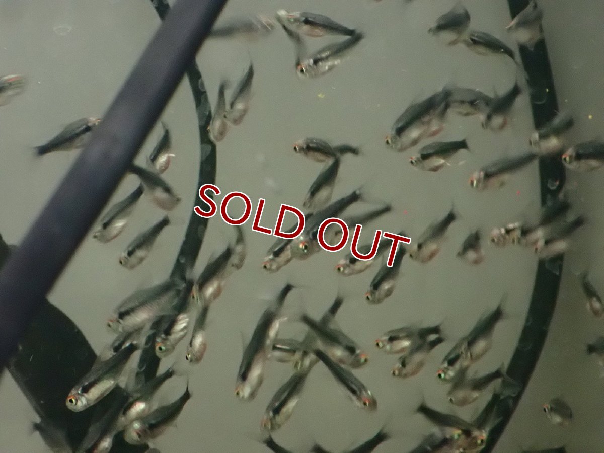 画像3: 【淡水魚】【通販】ブリリアント ブラックネオンテトラ【1匹 サンプル画像】（小型カラシン）（生体）（熱帯魚）NK (3)