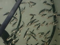 画像3: 【淡水魚】【通販】ブリリアント ブラックネオンテトラ【1匹 サンプル画像】（小型カラシン）（生体）（熱帯魚）NK (3)