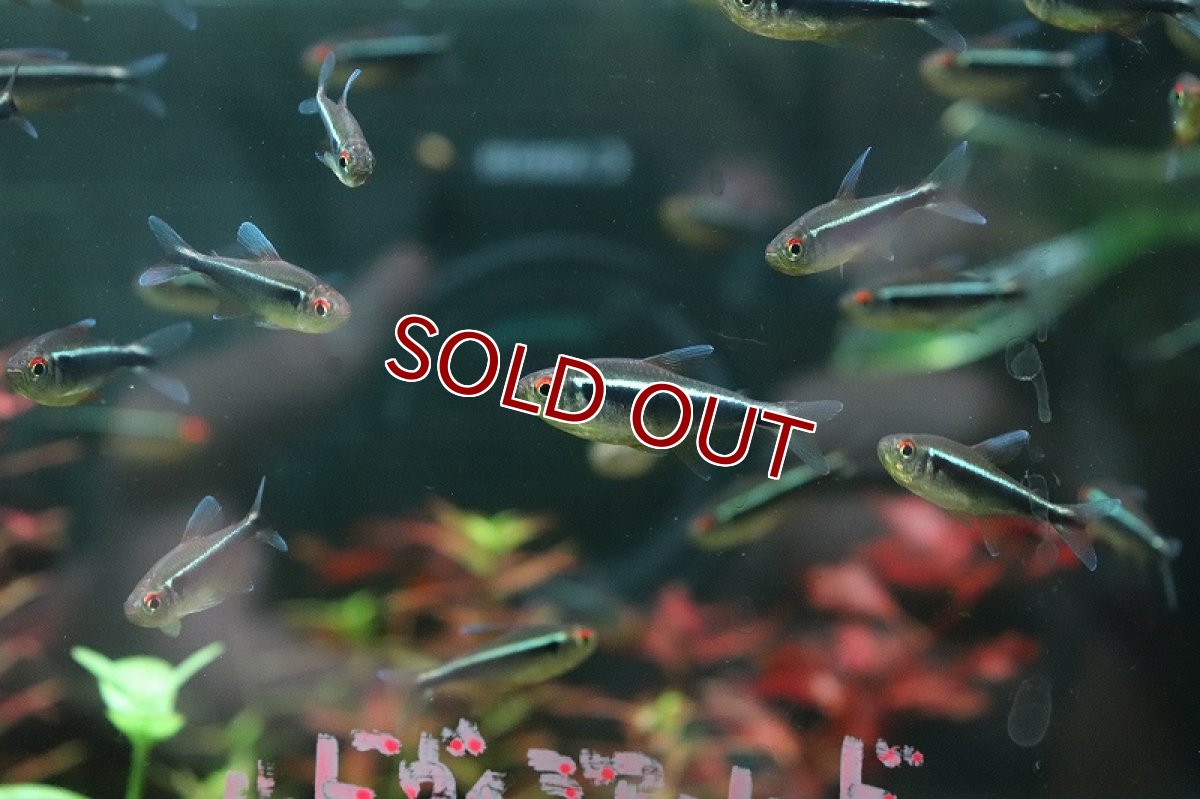 画像2: 【淡水魚】ブラックネオンテトラ【1匹 サンプル画像】（カラシン）（生体）（熱帯魚）NK (2)