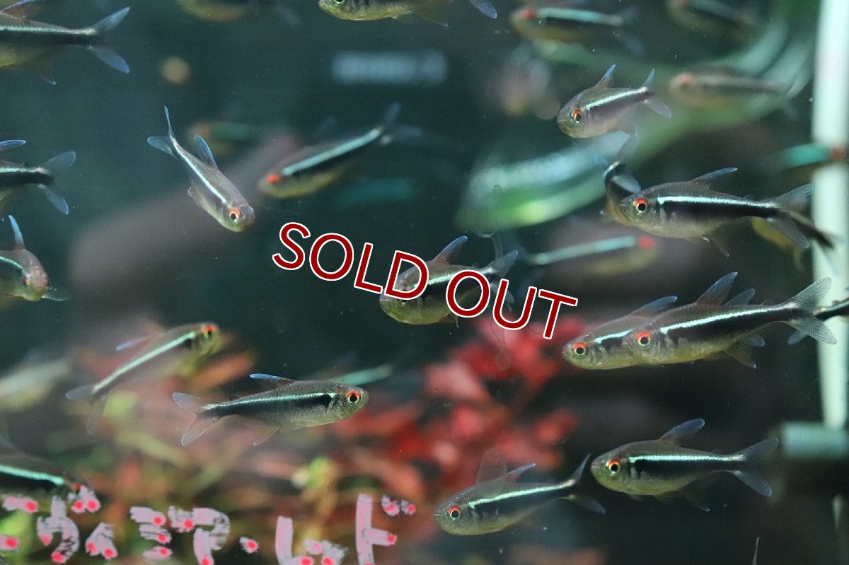 画像3: 【淡水魚】ブラックネオンテトラ【1匹 サンプル画像】（カラシン）（生体）（熱帯魚）NK (3)
