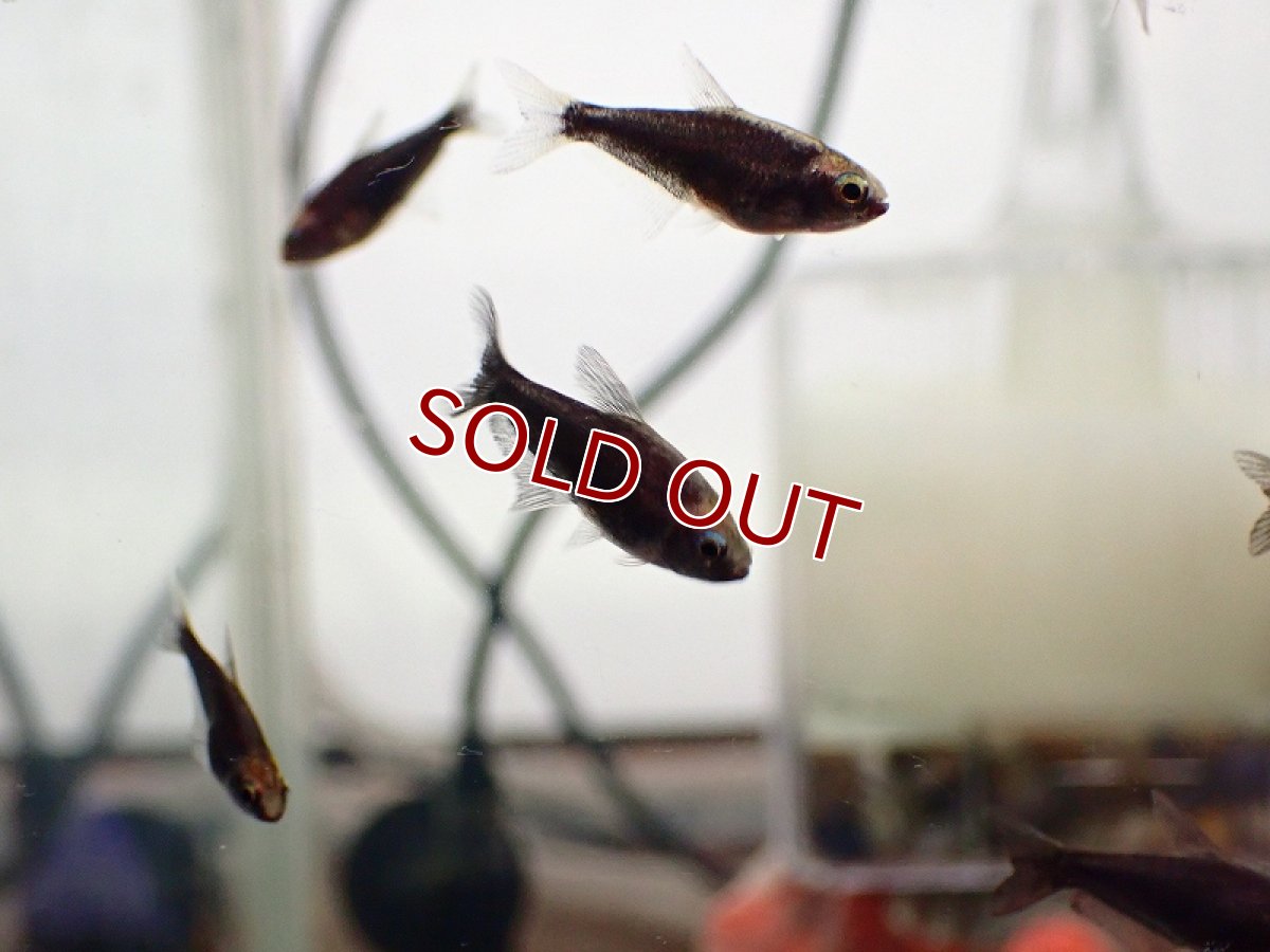 画像2: 【淡水魚】ブラックエンペラーテトラ【1匹 サンプル画像】（小型カラシン）（生体）（熱帯魚）NK (2)