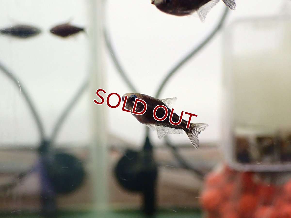 画像3: 【淡水魚】ブラックエンペラーテトラ【1匹 サンプル画像】（小型カラシン）（生体）（熱帯魚）NK (3)