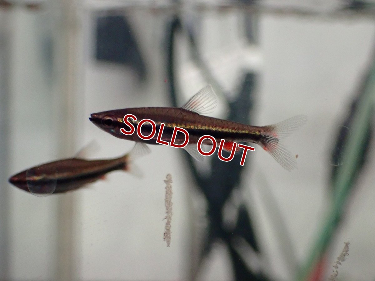 画像2: 【淡水魚】【通販】ベックフォルディペンシル【1匹 サンプル画像】（小型カラシン テトラ）（生体）（熱帯魚）NK (2)