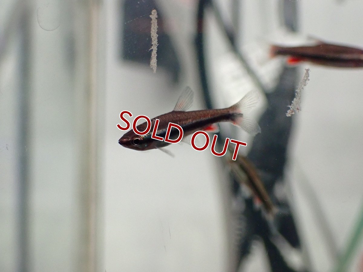 画像3: 【淡水魚】【通販】ベックフォルディペンシル【1匹 サンプル画像】（小型カラシン テトラ）（生体）（熱帯魚）NK (3)