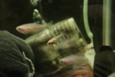 画像2: 【淡水魚】【通販】インパイクティケリー ゴールドピンク【1匹 サンプル画像】（カラシン）（生体）（熱帯魚）NK (2)