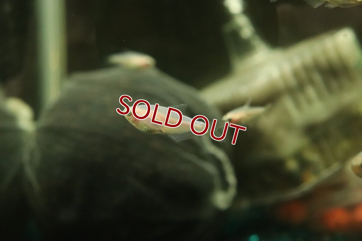 画像3: 【淡水魚】【通販】特価 インパイクティケリー ゴールドピンク【1匹 サンプル画像】（カラシン）（生体）（熱帯魚）NK (3)