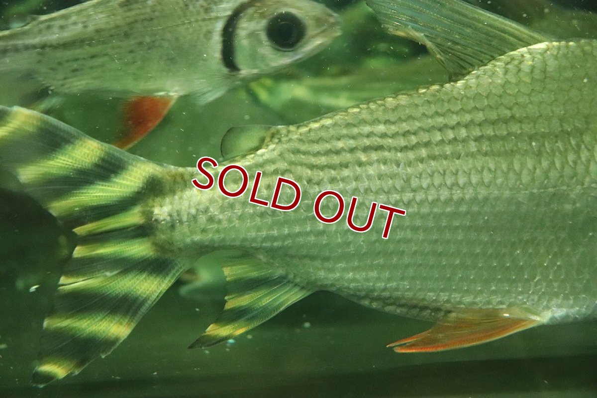 画像2: 【淡水魚】【通販】爆安 ビッグサイズ シルバーカラープロキロダス ワイルド【1匹 サンプル画像】(±20-22cm)（生体）（熱帯魚）NKO (2)