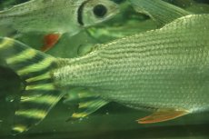 画像2: 【淡水魚】【通販】爆安 ビッグサイズ シルバーカラープロキロダス ワイルド【1匹 サンプル画像】(±20-22cm)（生体）（熱帯魚）NKO (2)
