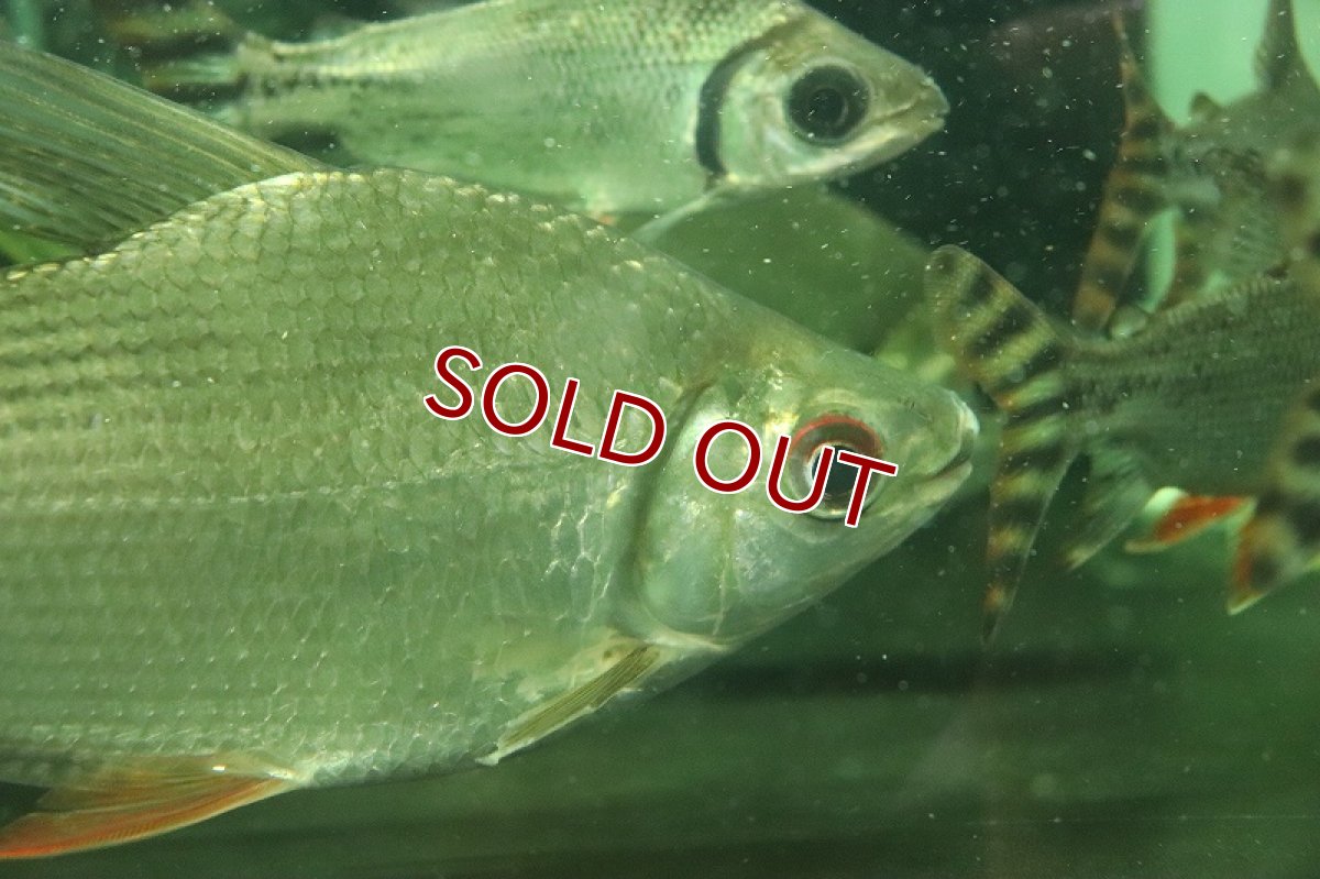 画像3: 【淡水魚】【通販】爆安 ビッグサイズ シルバーカラープロキロダス ワイルド【1匹 サンプル画像】(±20-22cm)（生体）（熱帯魚）NKO (3)