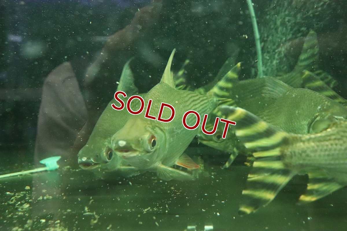 画像4: 【淡水魚】【通販】爆安 ビッグサイズ シルバーカラープロキロダス ワイルド【1匹 サンプル画像】(±20-22cm)（生体）（熱帯魚）NKO (4)