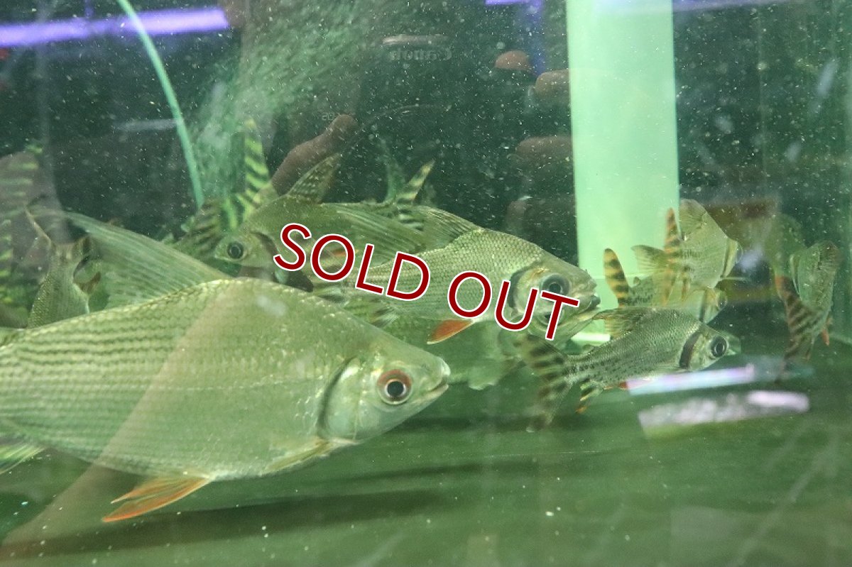 画像5: 【淡水魚】【通販】爆安 ビッグサイズ シルバーカラープロキロダス ワイルド【1匹 サンプル画像】(±20-22cm)（生体）（熱帯魚）NKO (5)