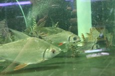 画像5: 【淡水魚】【通販】爆安 ビッグサイズ シルバーカラープロキロダス ワイルド【1匹 サンプル画像】(±20-22cm)（生体）（熱帯魚）NKO (5)