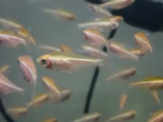 画像1: 【淡水魚】【通販】レア種 リューシースティックブラックネオンテトラ【1匹 サンプル画像】（生体）（熱帯魚）NK (1)