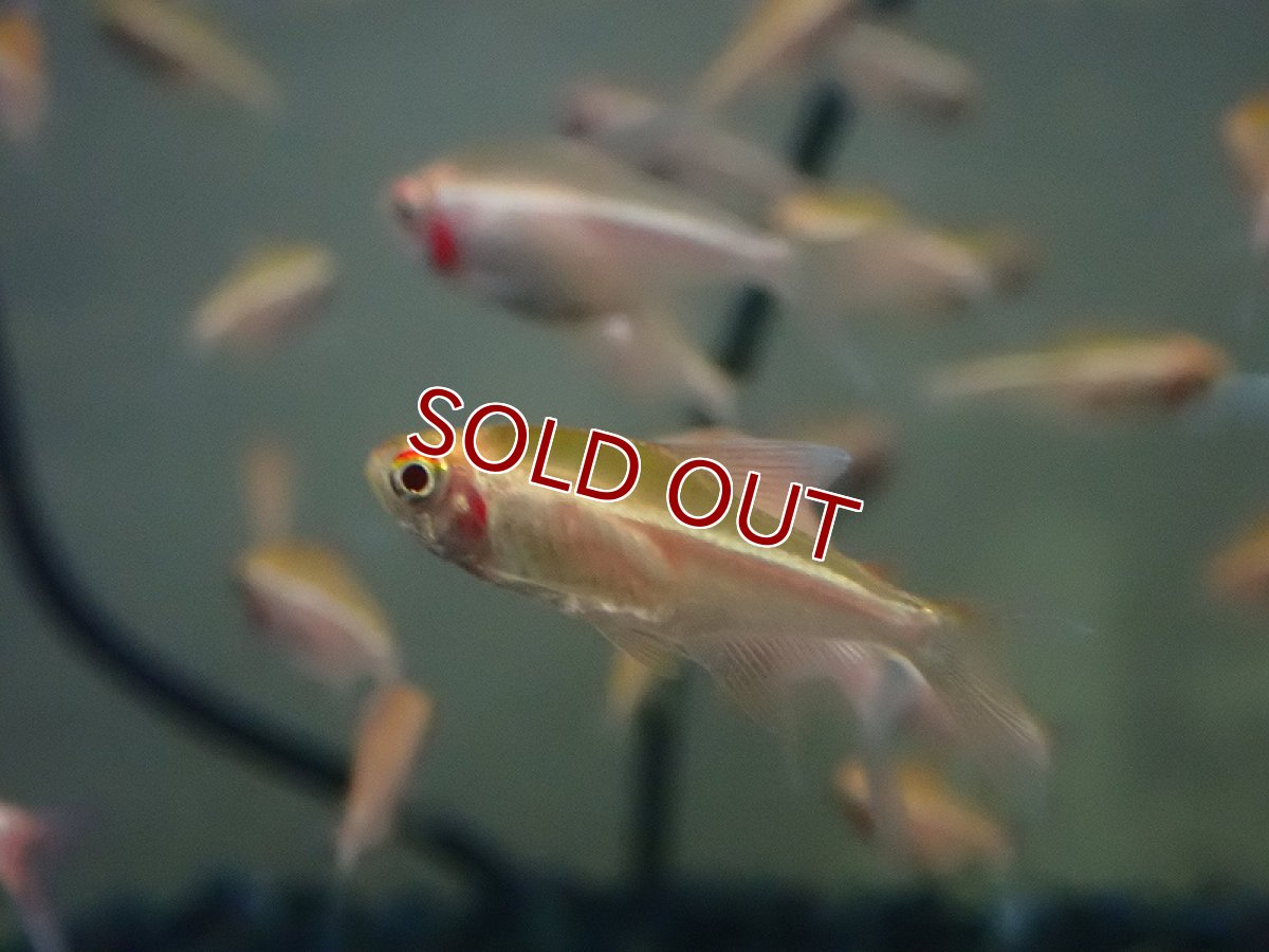 画像2: 【淡水魚】【通販】今回限定 爆安 リューシースティックブラックネオンテトラ【1匹 サンプル画像】（生体）（熱帯魚）NK (2)