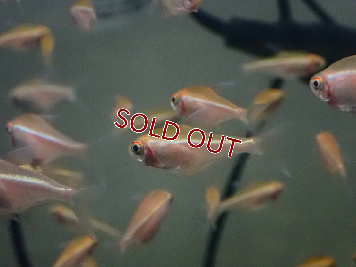 画像3: 【淡水魚】【通販】今回限定 爆安 リューシースティックブラックネオンテトラ【1匹 サンプル画像】（生体）（熱帯魚）NK (3)