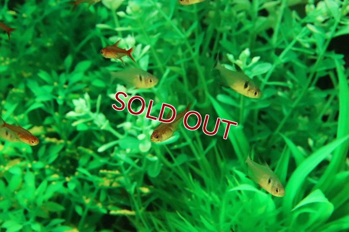 画像2: 【ウィンターセール 10％OFF対象商品】【淡水魚】【通販】ファイヤーテトラ(レッドテトラ)【5匹 サンプル画像】（小型カラシン）（生体）（熱帯魚）NK (2)