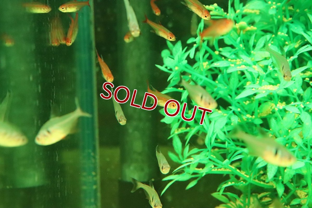 画像3: 【ウィンターセール 10％OFF対象商品】【淡水魚】【通販】ファイヤーテトラ(レッドテトラ)【5匹 サンプル画像】（小型カラシン）（生体）（熱帯魚）NK (3)